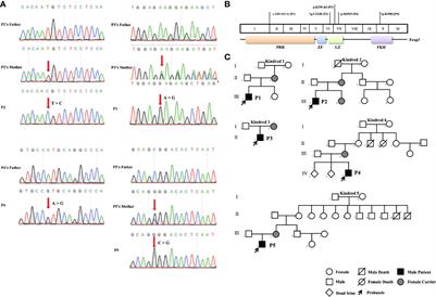 Clinical and immunological characteristics of five patients with immune dysregulation, polyendocrinopathy, enteropathy, X-linked syndrome in China–expanding the atypical phenotypes